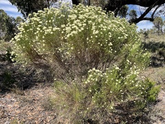 Ozothamnus pholidotus