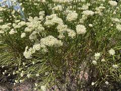 Ozothamnus pholidotus