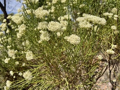Ozothamnus pholidotus