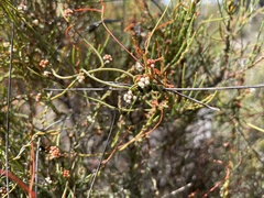 Cassytha glabella dispar