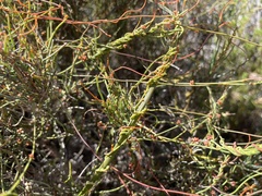 Cassytha glabella dispar