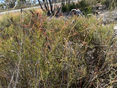 Cassytha glabella dispar