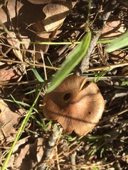 Cortinarius castaneus
