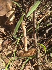 Cortinarius castaneus