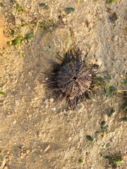 Temnopleurus toreumaticus