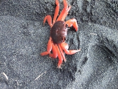 Geograpsus stormi