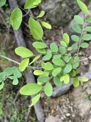 Phyllanthus pinnatus
