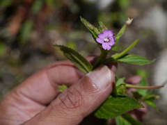 Epilobium brevifolium brevifolium