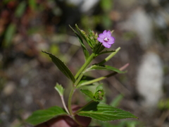 Epilobium brevifolium brevifolium