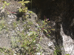 Epilobium brevifolium brevifolium