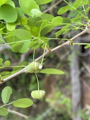 Phyllanthus pinnatus