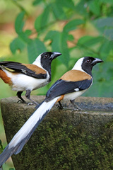 Dendrocitta leucogastra