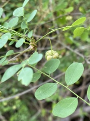 Phyllanthus pinnatus