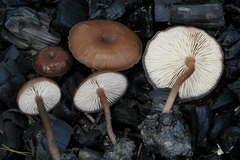 Lyophyllum anthracophilum