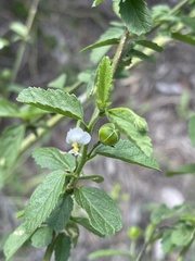 Hibiscus micranthus