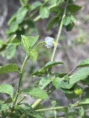 Hibiscus micranthus