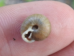 Daedalochila mooreana