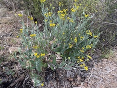Senecio hypoleucus