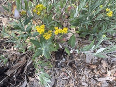 Senecio hypoleucus