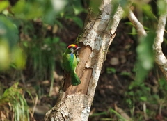 Psilopogon franklinii