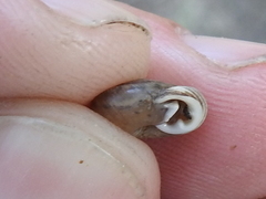 Daedalochila mooreana