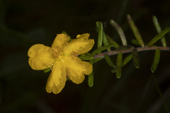 Hibbertia marginata