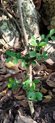 Buxus liukiuensis