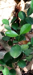 Buxus liukiuensis