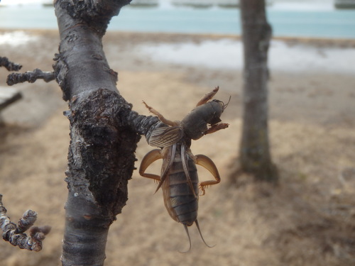 Oriental Mole Cricket photo 3