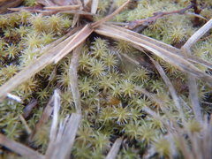 Bryophyta