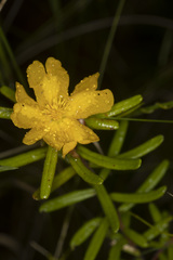 Hibbertia marginata