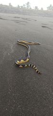 Hydrophis platurus