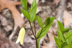 Uvularia puberula