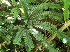 Adiantum hispidulum hispidulum