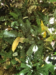 Adiantum hispidulum hispidulum