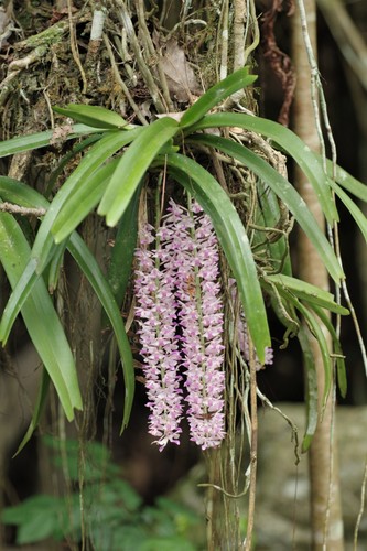 Image of Rhynchostylis retusa by (c) Thibaud Aronson, some rights reserved (CC BY-SA)
