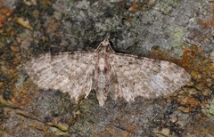 Eriopithex recensitaria