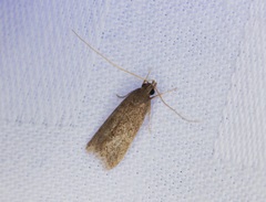 Lecithocera platomona