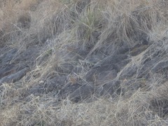 Emberiza cioides