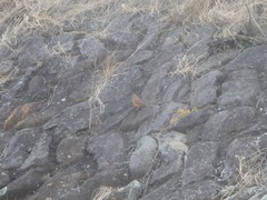 Emberiza cioides