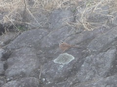 Emberiza cioides