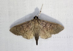 Omiodes tristrialis