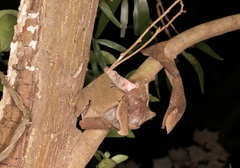 Chrysocraspeda miniosa