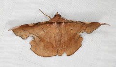 Fascellina chromataria