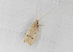 Lecithocera aulicousta