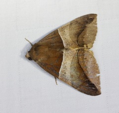 Bastilla fulvotaenia