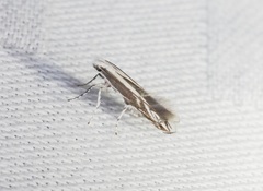 Epicephala lativalvaris