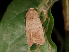 Athetis thoracica