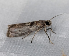 Indomyrlaea ferreotincta
