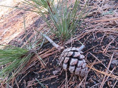 Pinus densiflora
